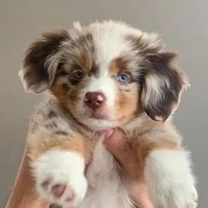 Meet your Posher, Ore